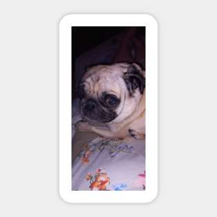 Pug Dog Portrait Sticker